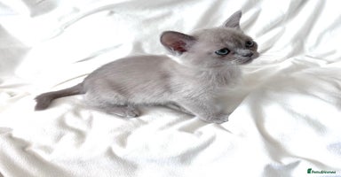 Burmese cats - Advert 9