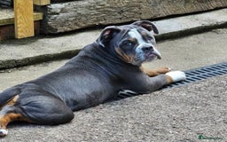 Olde English Bulldogge dogs for sale: 6 month old female NEBRR blu tri  - Image 1