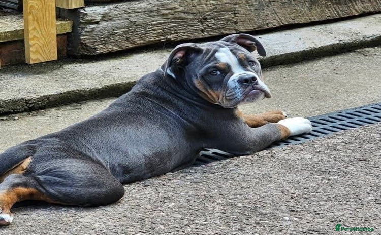 Olde English Bulldogge dogs - Advert 1
