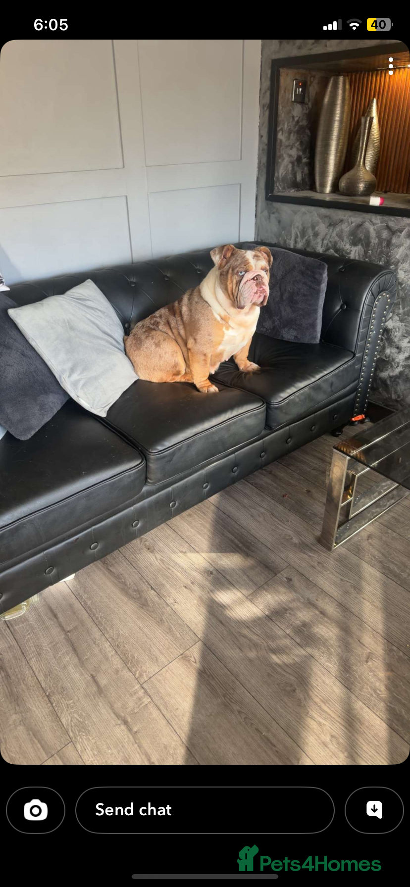 English Bulldog dogs for sale: Reduced Adult Female English bulldog  - Advert 1