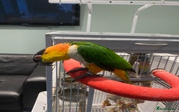 Parrots birds for sale: Hand Reared Black headed Caique - Image 4