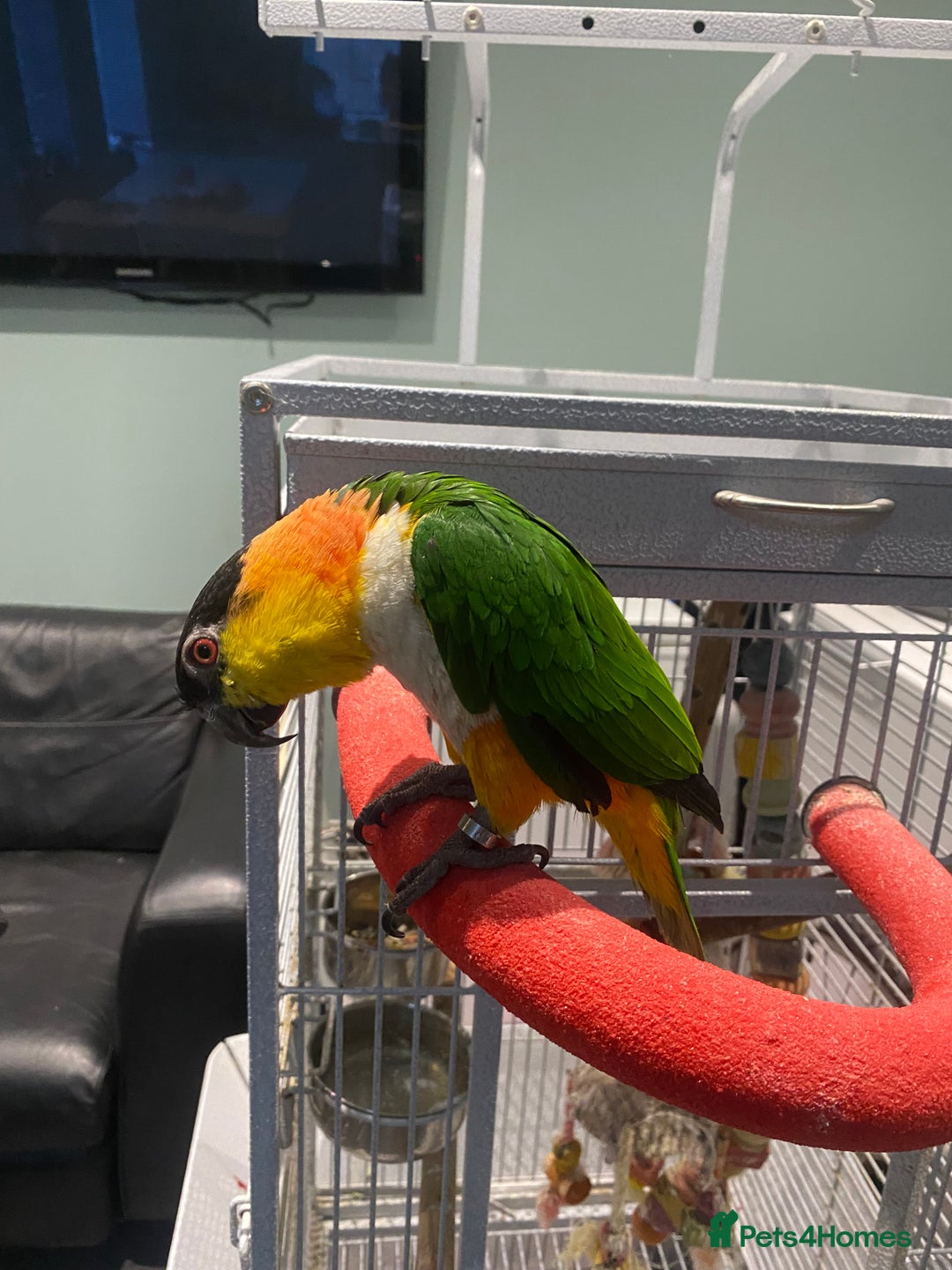 Parrots birds for sale: Hand Reared Black headed Caique - Image 4