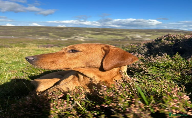 Labrador Retriever dogs - Advert 2