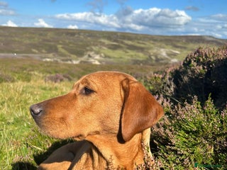 Labrador Retriever dogs - Advert 1