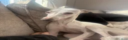 Mixed Breed dogs for sale: Genuine 1st cross Bedlington Terrier/Whippets in Durham - Advert 8