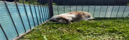 Mini Lop rabbits for sale: Litter of Mini Lop bunnies  - Advert 17