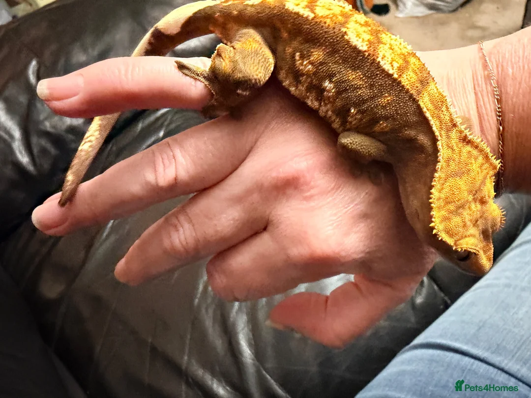 Gecko reptiles for sale: 🦎 Crested Gecko, Full Set-Up Very Tame & Friendly - Advert 2