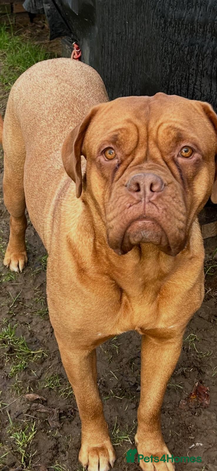 Mixed Breed dogs Dogue de Bordeaux and boerboel mix puppies  - Advert 1