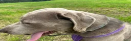 Labrador Retriever dogs for sale: KC Registered Stunning Silver Labrador in Auchterarder - Advert 9