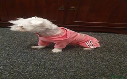 Bichon Frise dogs for sale: Small in weight and hight ,beautiful Toto is ready - Image 3