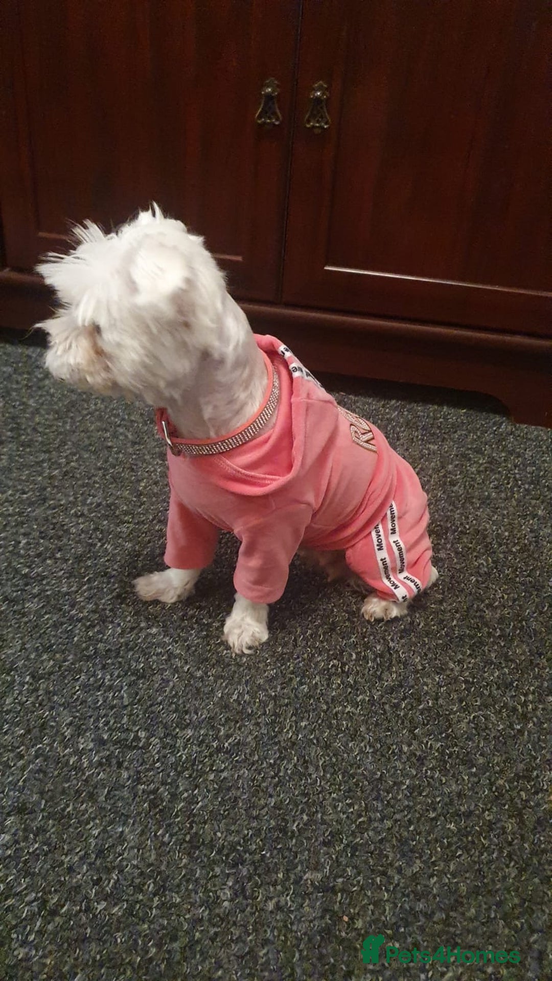 Bichon Frise dogs for sale: Small in weight and hight ,beautiful Toto is ready - Image 3