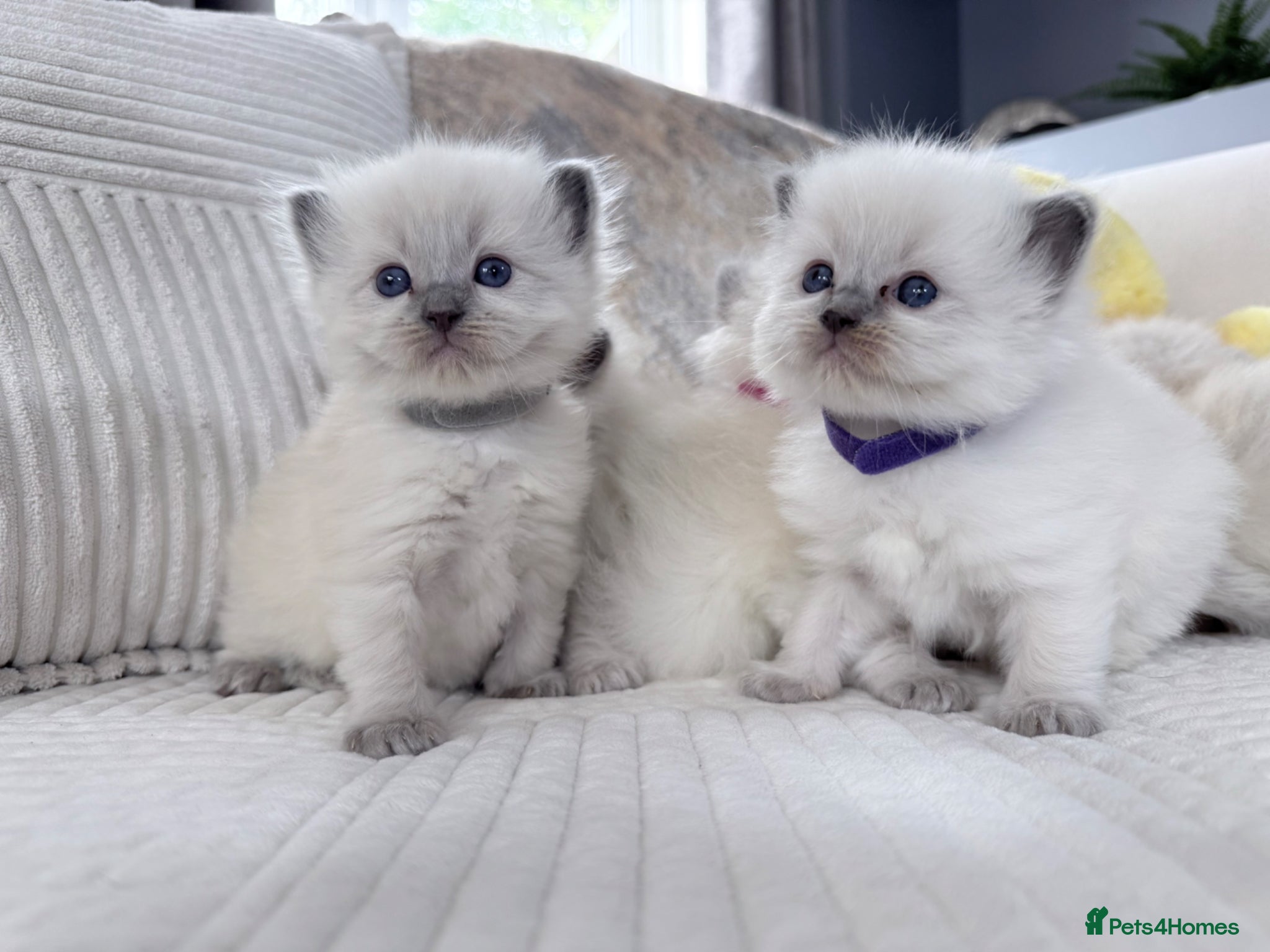 Ragdoll cats Blue Point Ragdoll Kittens for sale - Advert 13