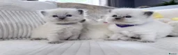 Ragdoll cats for sale: Blue Point Ragdoll Kittens for sale - Advert 2