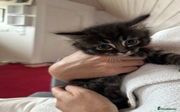 Ragdoll cats for sale: Beautiful Ragdoll X Kittens  - Image 1