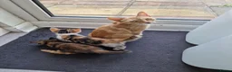 Mixed Breed cats for sale: Very Cute Calico Girl - Advert 12