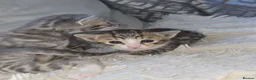 Bengal cats for sale: Savannah x bengal ONE MALE LEFT - Advert 17