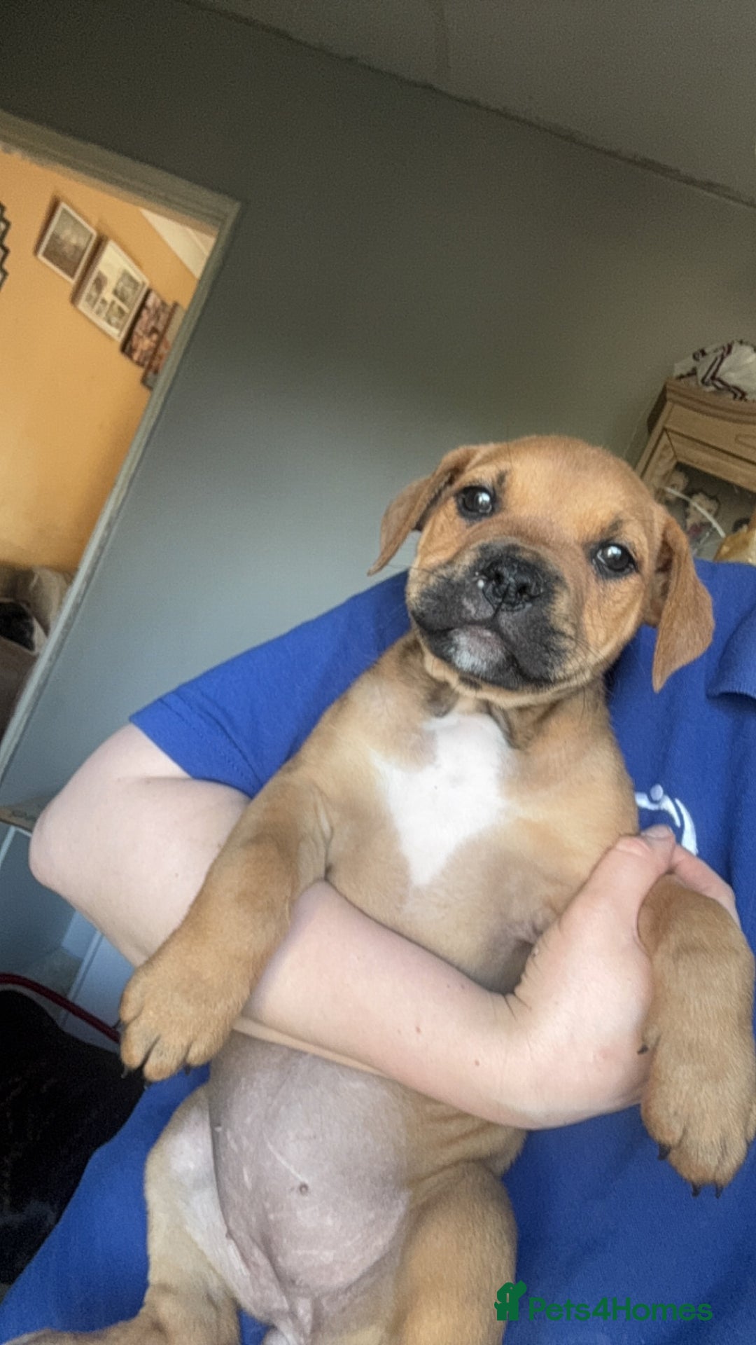 Mixed Breed dogs for sale: 1 girl left 8 weeks  in Billingham - Image 7
