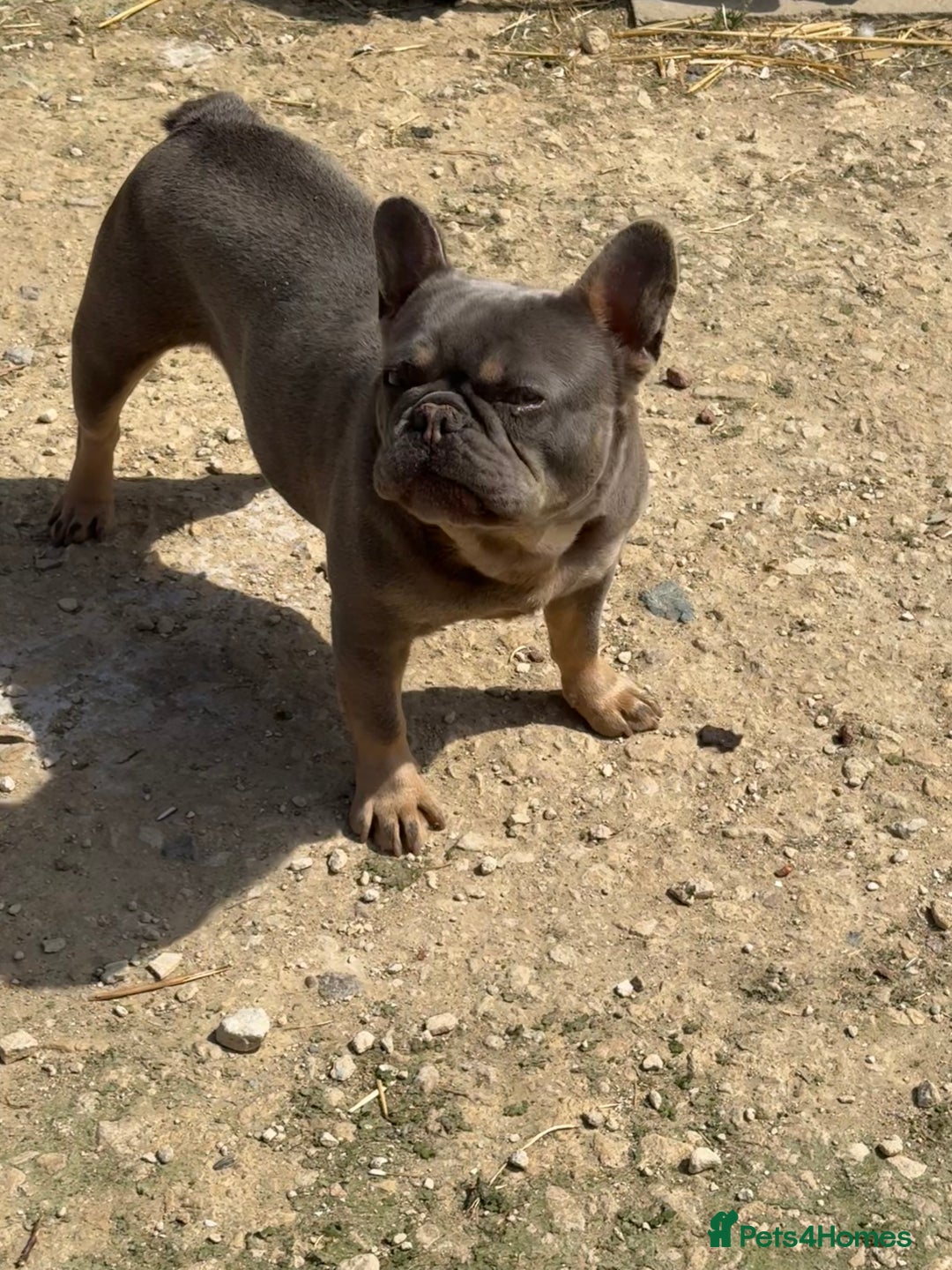 French Bulldog dogs for sale: French bulldog adult girl for new home - Advert 4