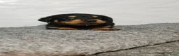 Rottweiler dogs for sale: Gorgeous rottweiler pups - Advert 10
