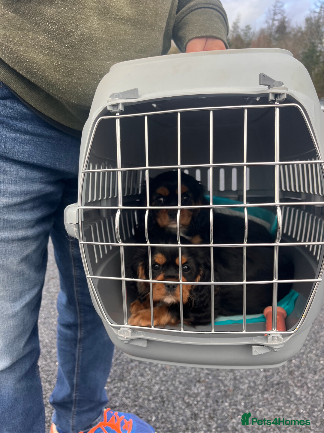 Cavalier King Charles Spaniel dogs for sale: Confident female cavalier - Advert 13