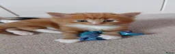 British Longhair cats for sale: Medium haired ginger kittens - Advert 17