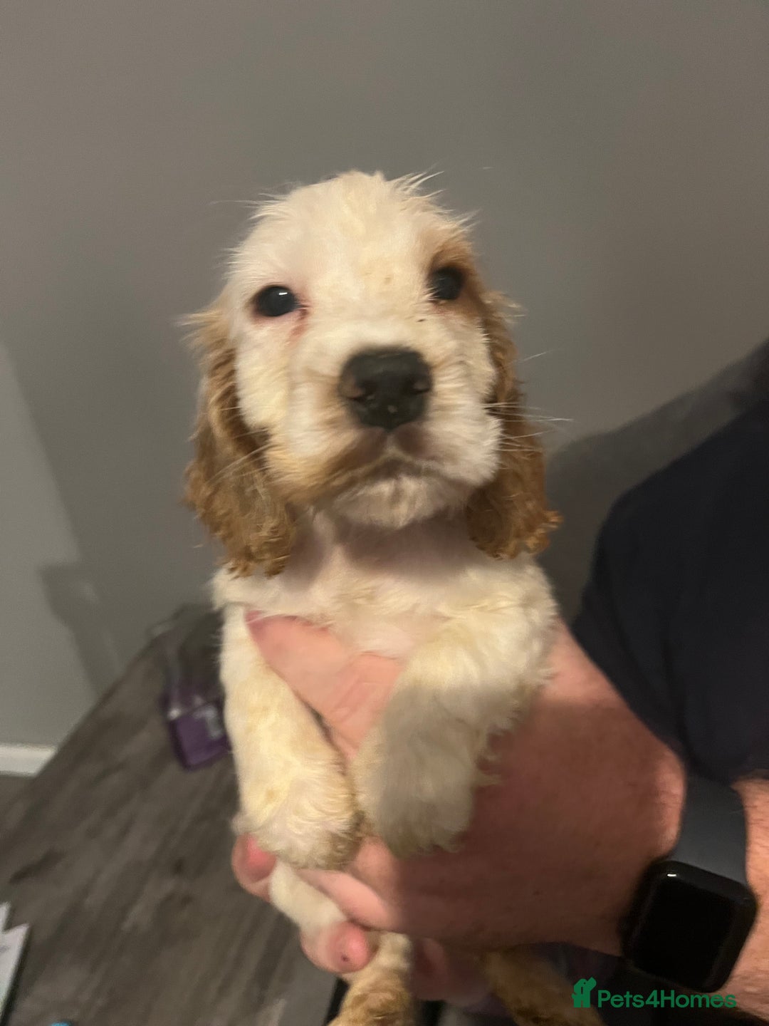 Cocker Spaniel dogs for sale: SHOW COCKER PUPS  - Image 5