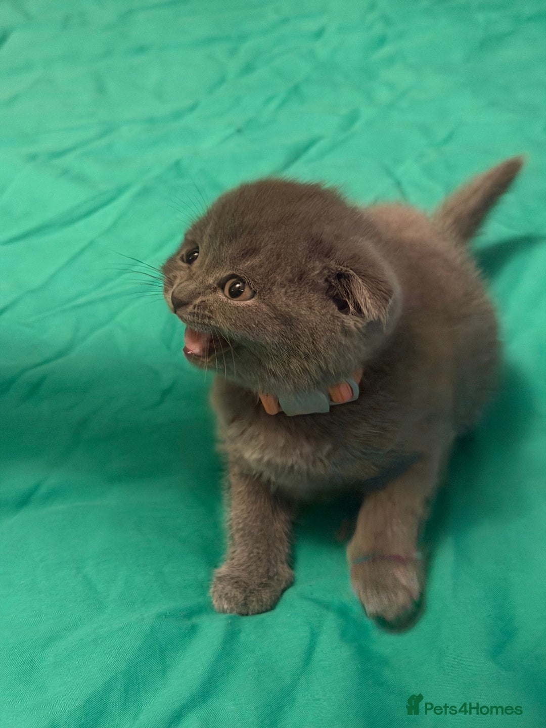 Scottish Fold cats for sale: Scottish fold kittens - Advert 28