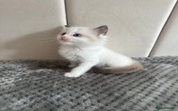 Ragdoll cats for sale: Five Beautiful Pure Breed Ragdoll Kittens🤍 - Image 31