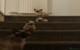 Siamese cats for sale: 3 kittens and one older cat  - Image 1
