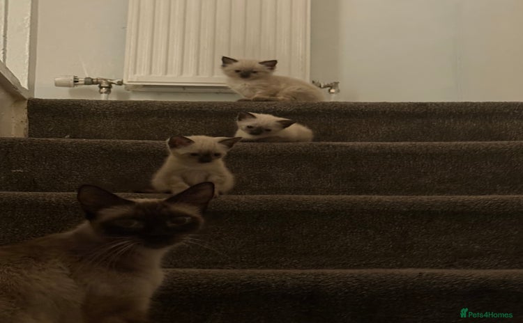 Siamese cats - Advert 2