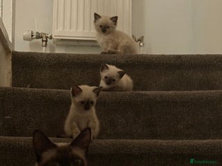 Siamese cats - Advert 15