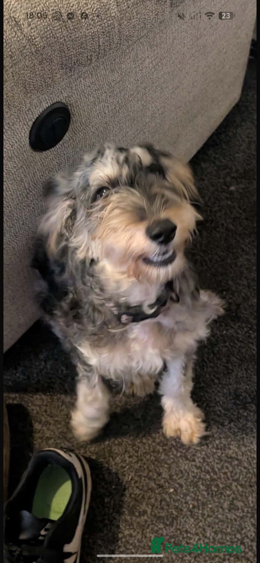 Cockapoo dogs Roxy needs a permanent home  - Advert 1