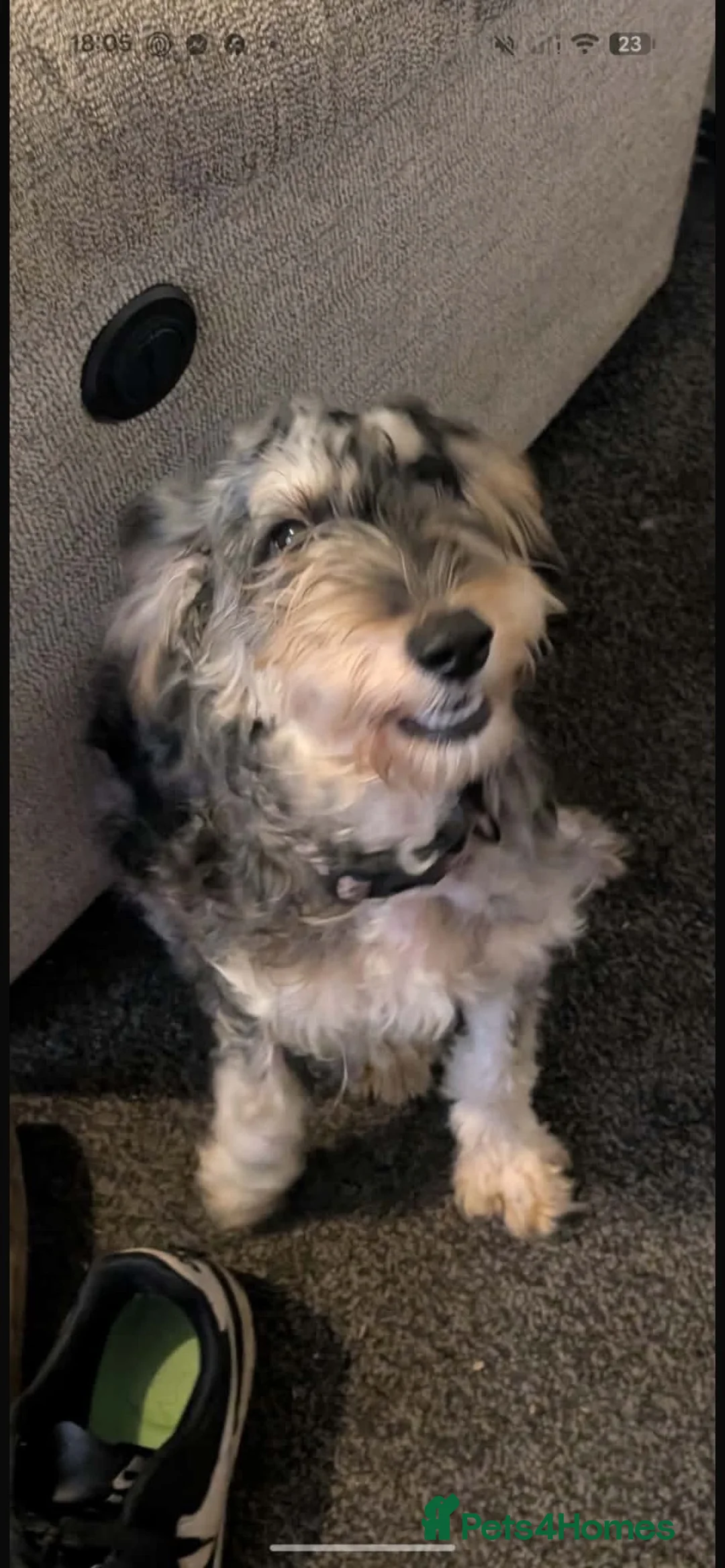 Cockapoo dogs for sale: Roxy needs a permanent home  - Advert 2