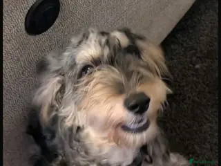 Cockapoo dogs Roxy needs a permanent home - Advert 1