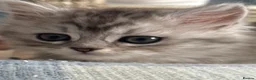Scottish Fold cats for sale: Absolutely stunning Scottish straight kittens  - Advert 14