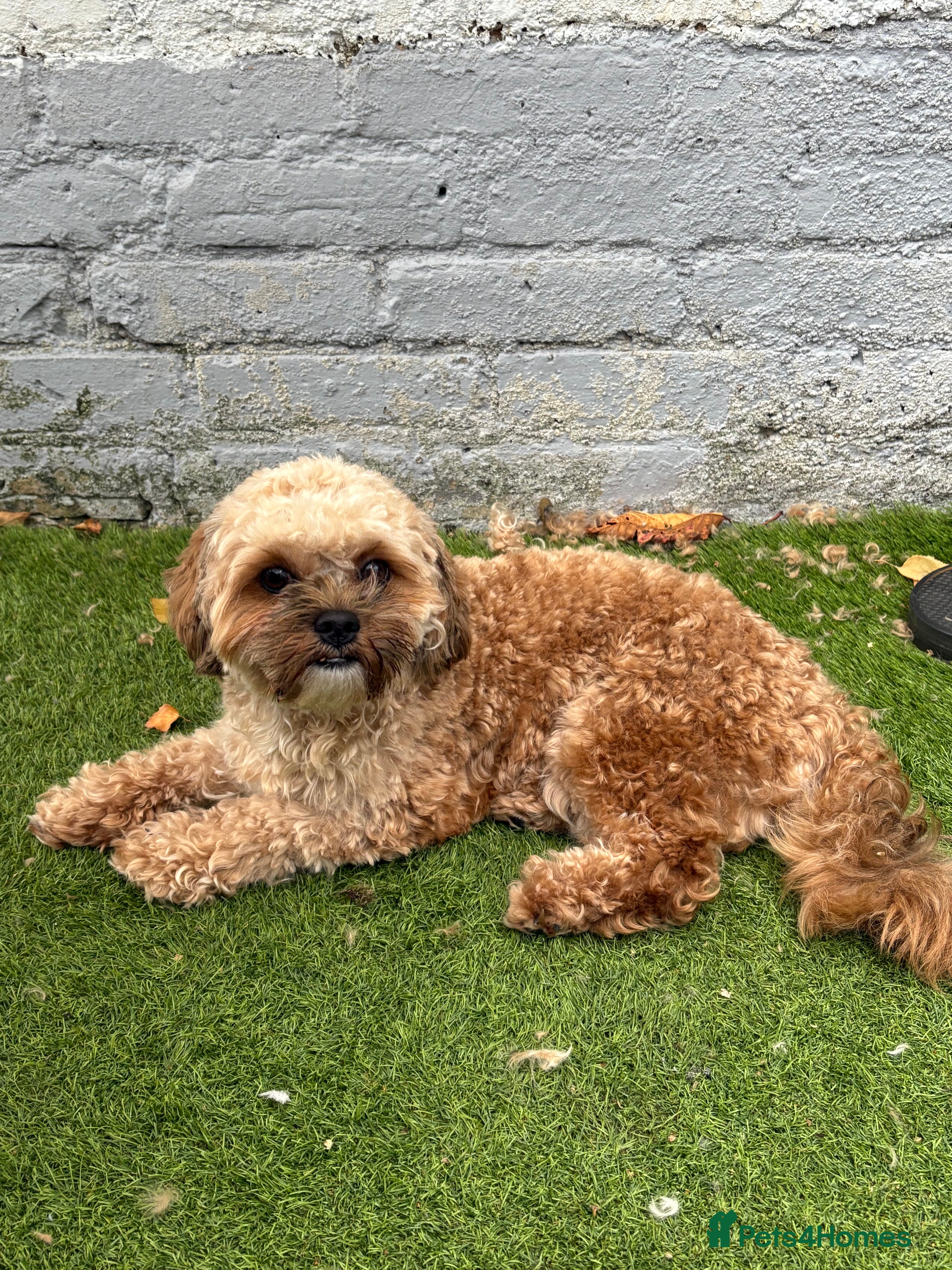 Shihpoo dogs FOR STUD IMPERIAL SHIHPOO TEDDY DOG  - Advert 1