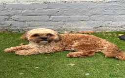 Shihpoo dogs for stud: FOR STUD IMPERIAL SHIHPOO TEDDY DOG  - Image 1