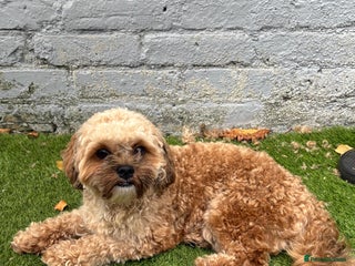 Shihpoo dogs for stud - Advert 1