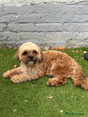 Shihpoo dogs - Advert 1