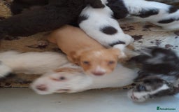 Sprocker dogs for sale: Gorgeous Sprocker x Sproodle pups. - Image 7