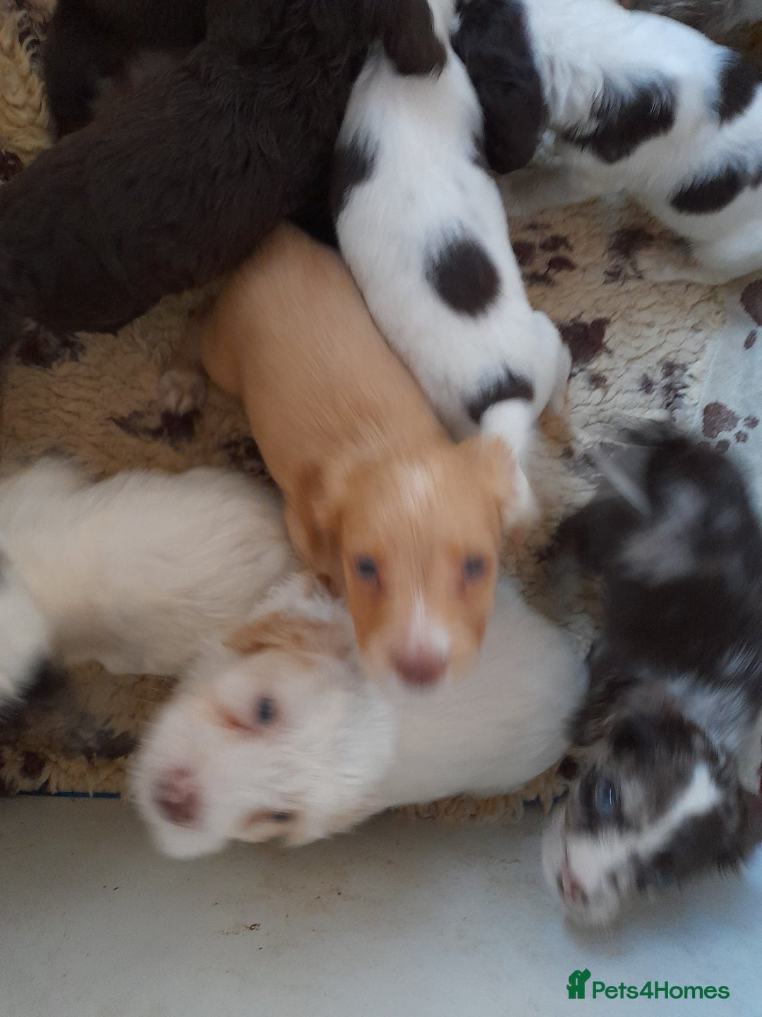 Sprocker dogs for sale: Gorgeous Sprocker x Sproodle pups. - Image 7