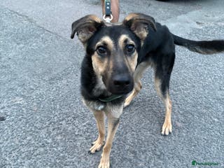 Mixed Breed dogs Male German Shepard Cross - Advert 2