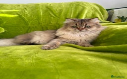 British Longhair cats for sale: British Longhair Kitten for sale  - Image 5