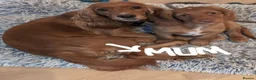Cocker Spaniel dogs for sale: Cutest Cocker Spaniel Girls - Advert 4