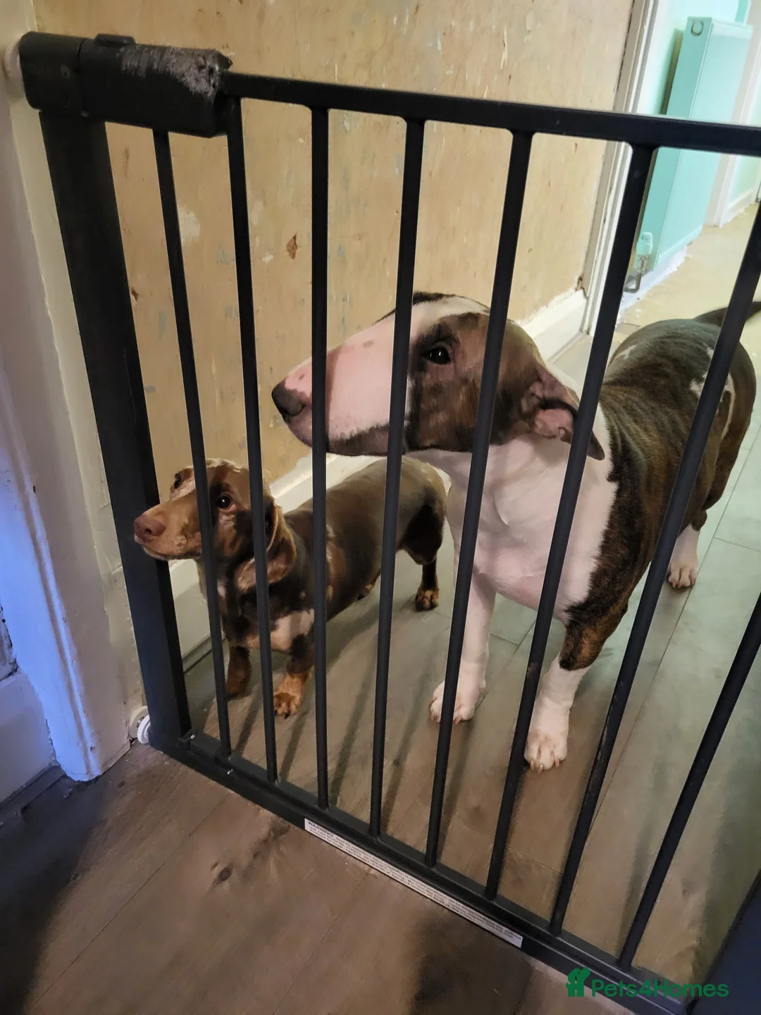 Mixed Breed dogs for sale: Ollie - Advert 2