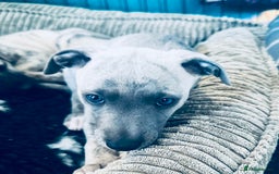 Whippet dogs for sale: Beautiful whippet dog puppies - Image 5