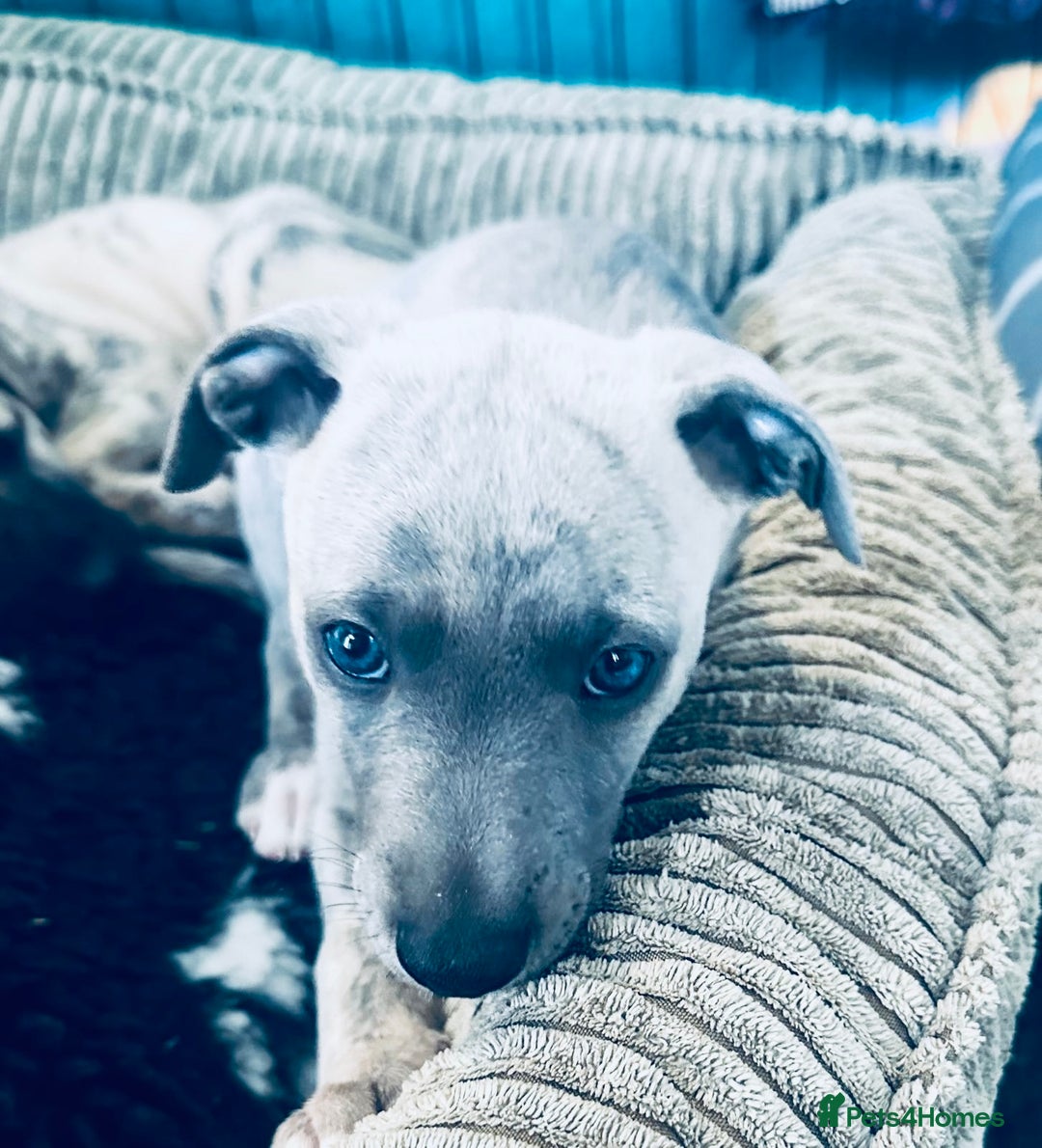 Whippet dogs for sale: Beautiful whippet dog puppies - Image 5