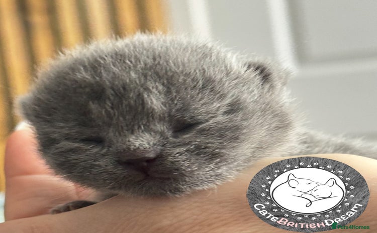 British Shorthair cats - Advert 3