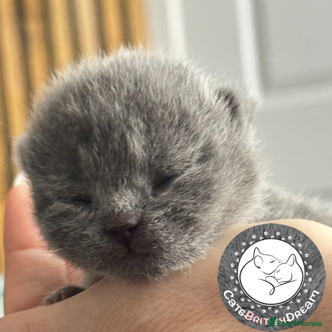 British Shorthair cats for sale: 🏆Champions line🏆BSH Blue kittens  - Image 4