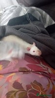 Rat rodents - Advert 9